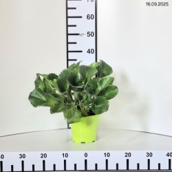 Bergenia cordifolia