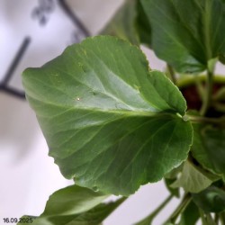 Bergenia cordifolia