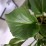 Bergenia cordifolia