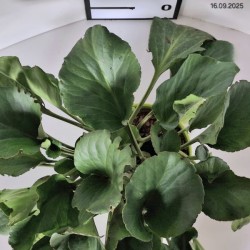 Bergenia cordifolia