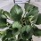 Bergenia cordifolia