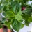 Monarda BEE-YOU BEE-PURE 'Monard0039' PBR