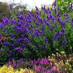 Agastache 'Blue Boa'
