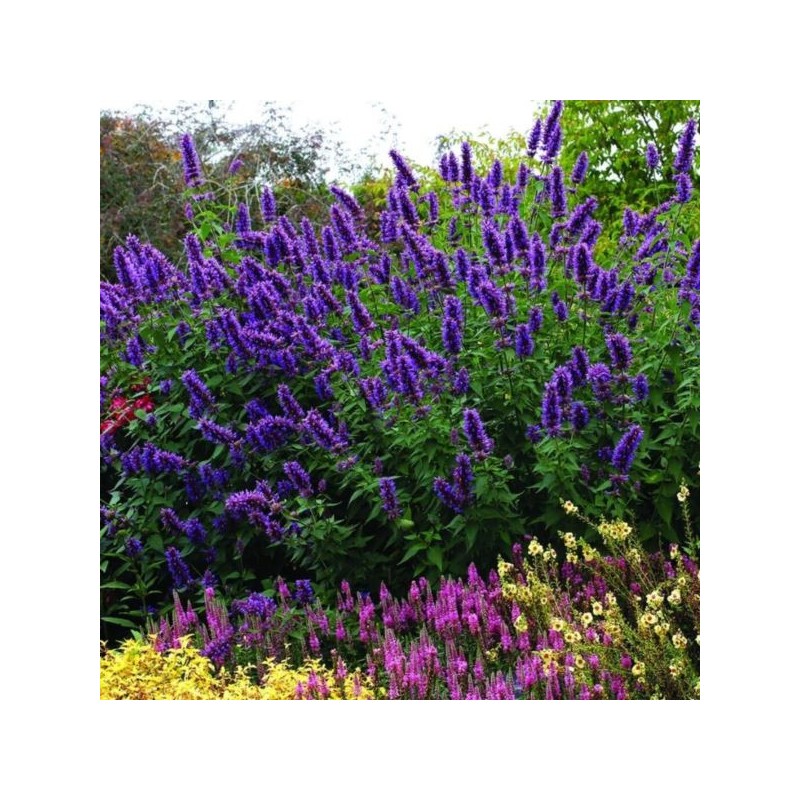 Agastache 'Blue Boa'