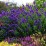 Agastache 'Blue Boa'