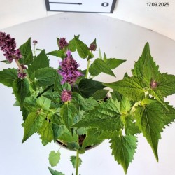 Agastache 'Blue Boa'