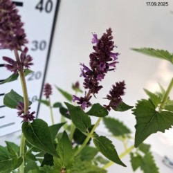 Agastache 'Blue Boa'