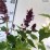 Agastache 'Blue Boa'