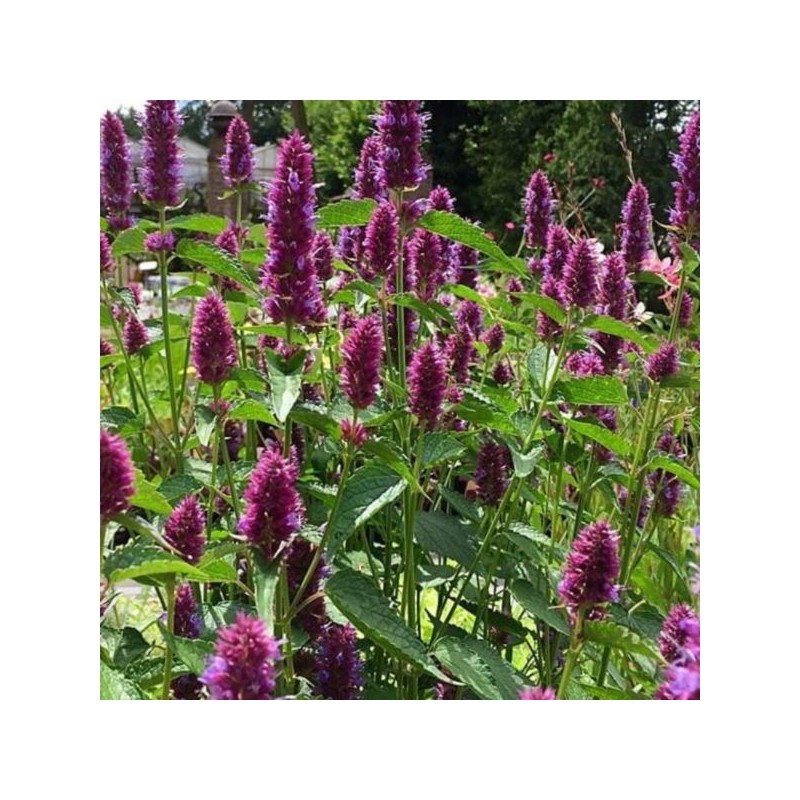 Agastache BEELICIOUS PURPLE 'Agapd' PBR