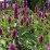 Agastache BEELICIOUS PURPLE 'Agapd' PBR