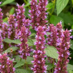 Agastache BEELICIOUS PURPLE 'Agapd' PBR