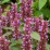 Agastache BEELICIOUS PURPLE 'Agapd' PBR