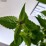 Agastache BEELICIOUS PURPLE 'Agapd' PBR