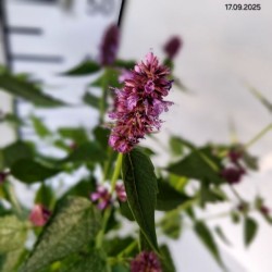 Agastache BEELICIOUS PURPLE 'Agapd' PBR
