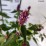 Agastache BEELICIOUS PURPLE 'Agapd' PBR