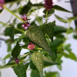 Agastache BEELICIOUS PURPLE 'Agapd' PBR