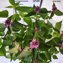 Agastache BEELICIOUS PURPLE 'Agapd' PBR