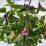 Agastache BEELICIOUS PURPLE 'Agapd' PBR