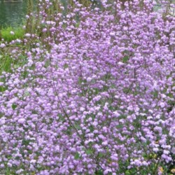 Thalictrum 'Splendide'