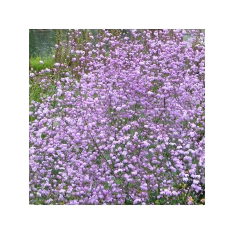 Thalictrum 'Splendide'