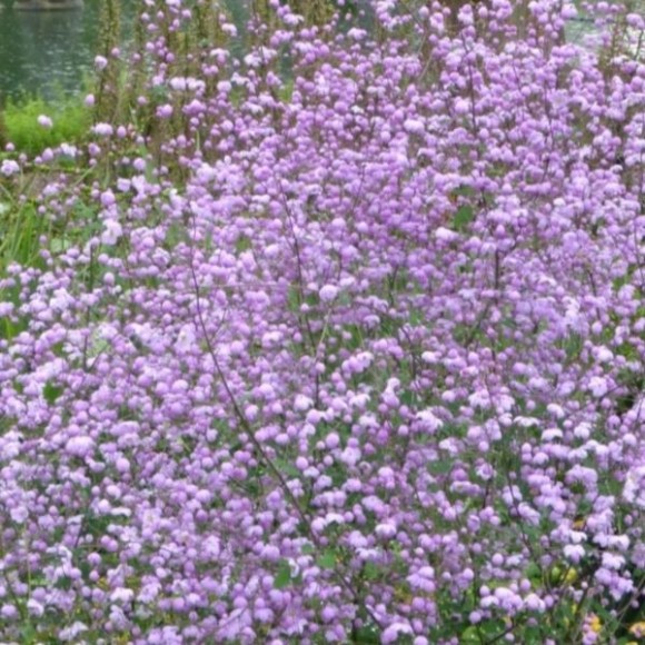 Thalictrum 'Splendide'