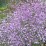 Thalictrum 'Splendide'