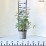 Thalictrum 'Splendide'