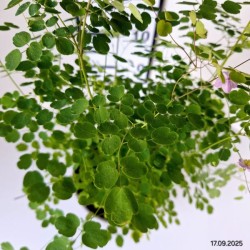 Thalictrum 'Splendide'