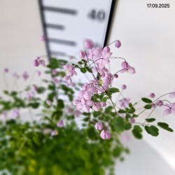 Thalictrum 'Splendide'