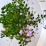 Thalictrum 'Splendide'
