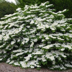 Viburnum plicatum 'Mariesii'