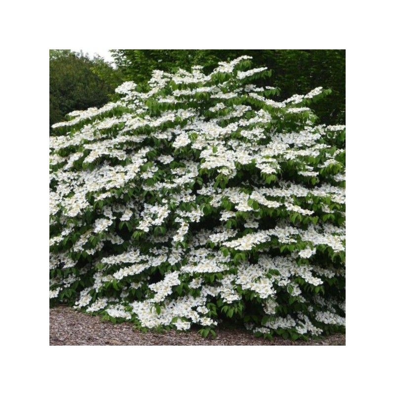 Viburnum plicatum 'Mariesii'