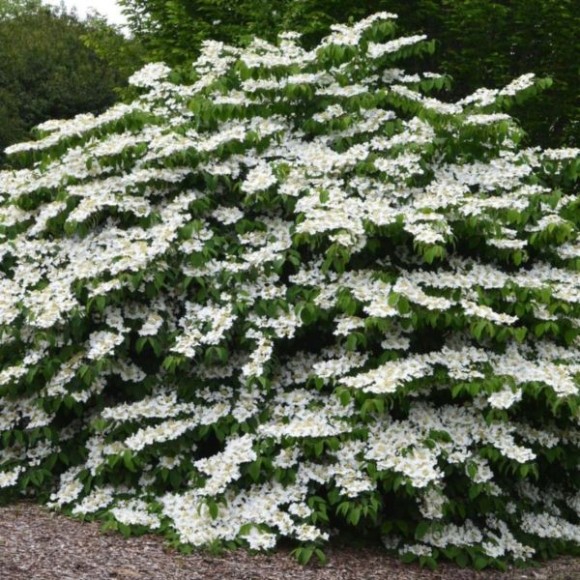 Viburnum plicatum 'Mariesii'