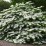 Viburnum plicatum 'Mariesii'