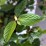 Viburnum plicatum 'Mariesii'