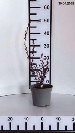 Berberis thunbergii 'Atropurpurea'