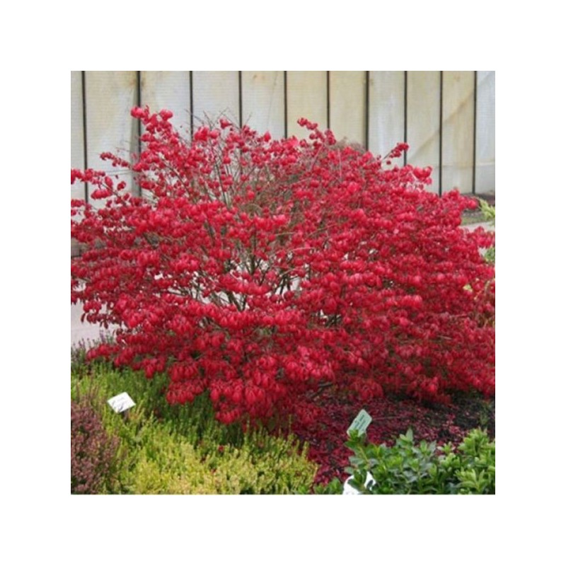 Euonymus alatus 'Compactus'