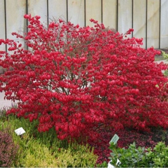 Euonymus alatus 'Compactus'