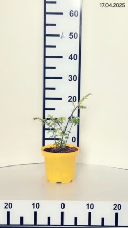 Euonymus alatus 'Compactus'