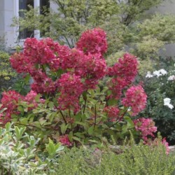 Hydrangea p. DIAMANT ROUGE...
