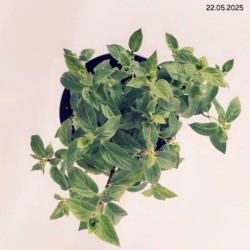 Hydrangea p. DIAMANT ROUGE 'Rendia' PBR