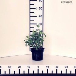 Hydrangea p. DIAMANT ROUGE 'Rendia' PBR