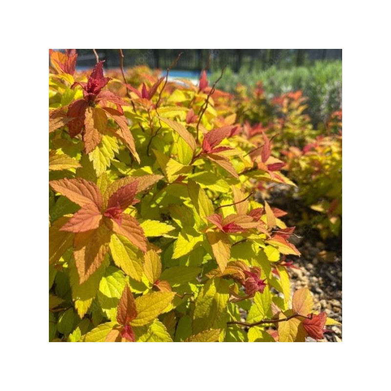 Spiraea japonica MAGIC CARPET 'Walbuma' PBR