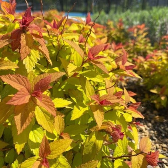 Spiraea japonica MAGIC CARPET 'Walbuma' PBR