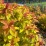 Spiraea japonica MAGIC CARPET 'Walbuma' PBR