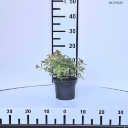 Spiraea japonica MAGIC CARPET 'Walbuma' PBR