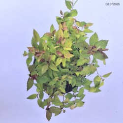 Spiraea japonica MAGIC CARPET 'Walbuma' PBR