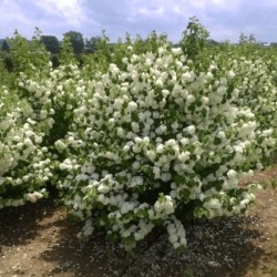 Viburnum plicatum 'Popcorn'
