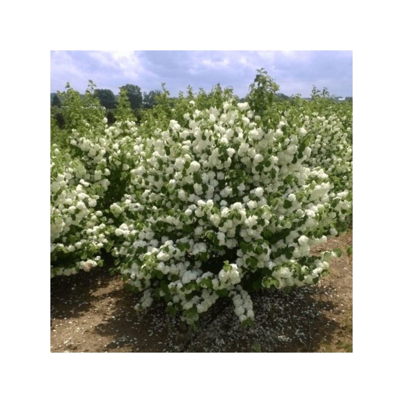 Viburnum plicatum 'Popcorn'