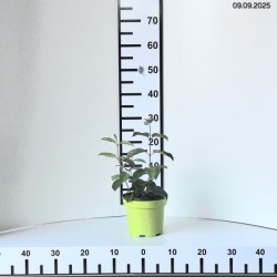 Viburnum plicatum 'Popcorn'